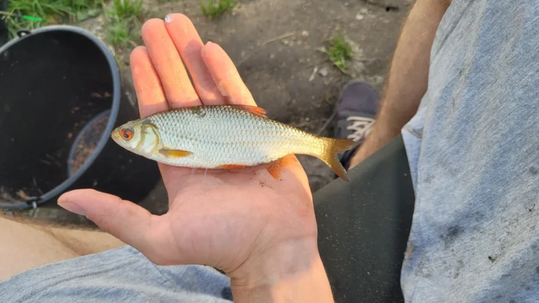 płoć złowiona na feeder