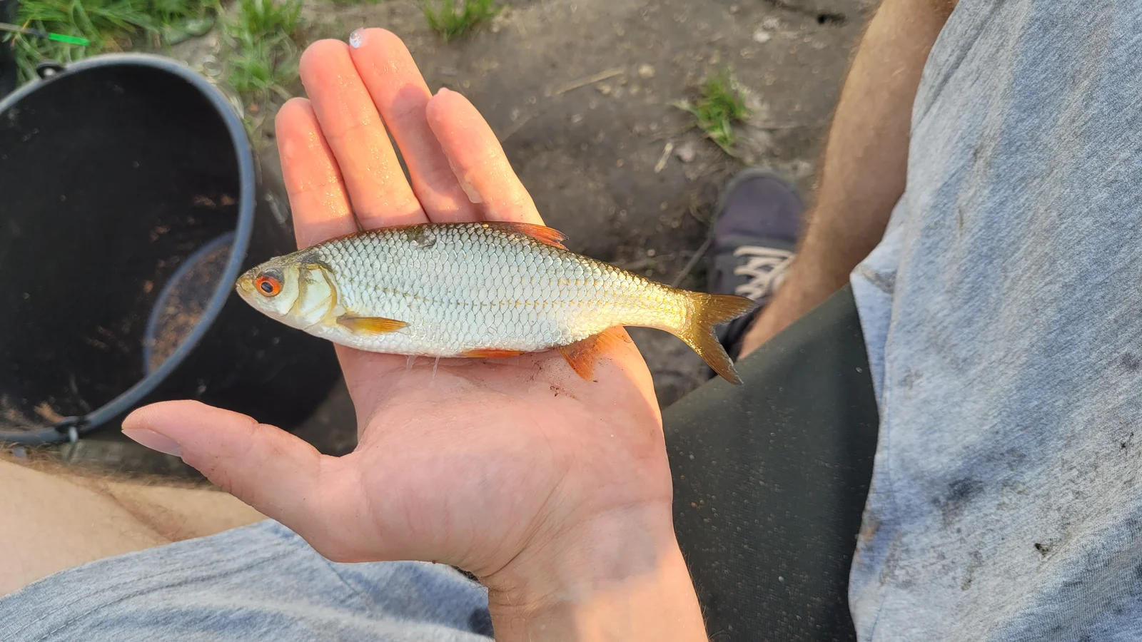 płoć złowiona na feeder