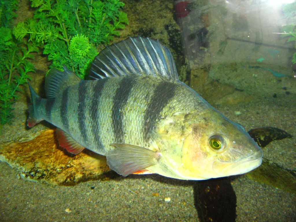 okoń